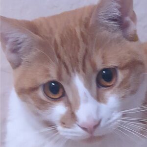 Cozy Brown and White Cat Bed